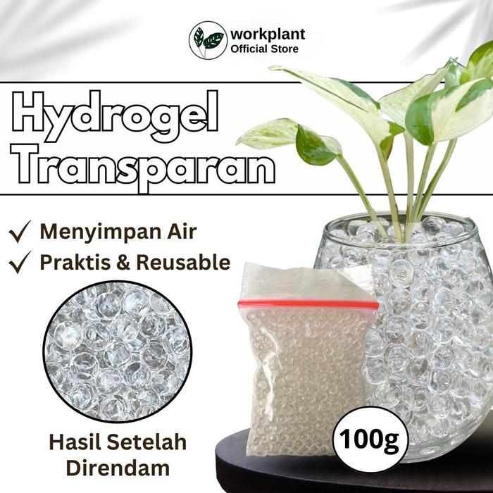 Workplant - Media Tanam Transparan Media Tanam Hidroponik Tanaman Hias