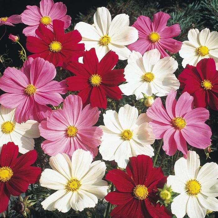 GARDEN" BENIH / BIJI TANAMAN HIAS BUNGA COSMOS DWARF MIX WARNA WARNI 20 BIJI