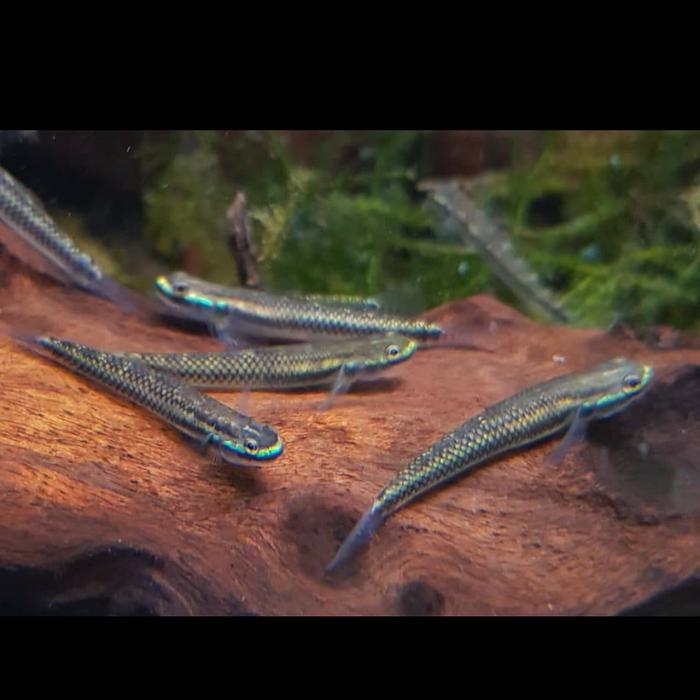 ikan hias air tawar Goby blue neon pembersih algae