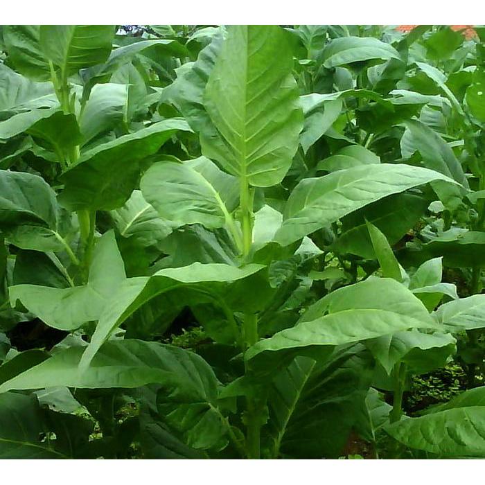 Berisi 50 butir biji benih tanaman tembakau