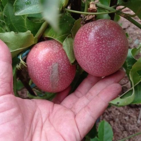 pohon markisa madu berbuah / bibit markisa madu