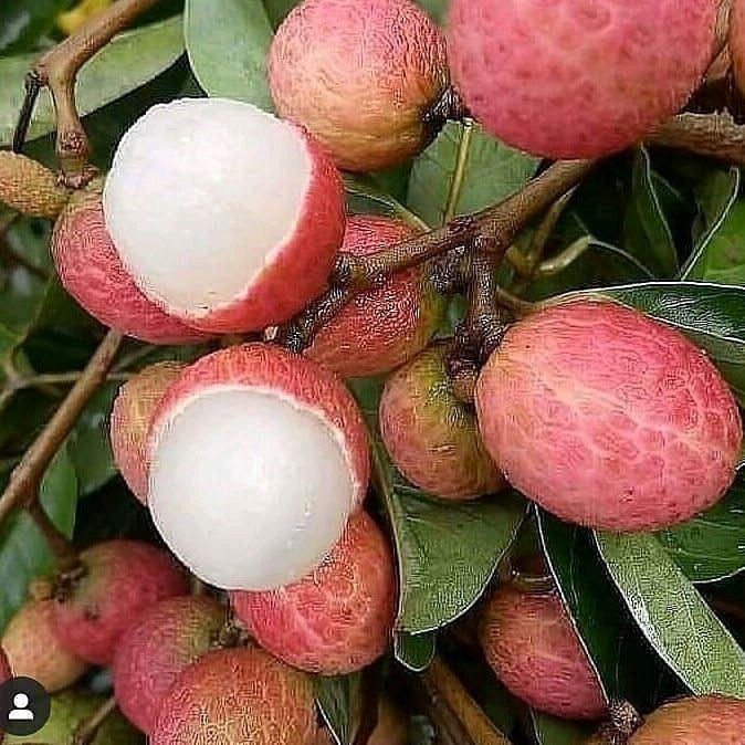 Bibit Tanaman Buah Leci Madu Merah Cangkok Tbk