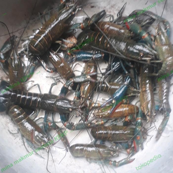 PAKET BIBIT/CALON INDUKAN LOBSTER AIR TAWAR ISI 5 EKOR UK : 3IN UP
