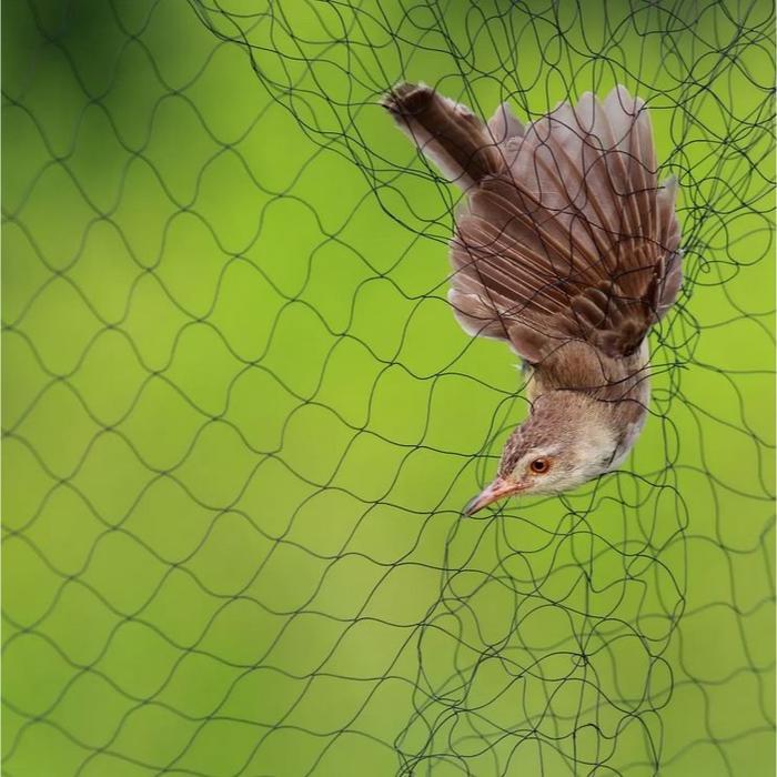 Best Seller Jaring Burung 100 Yard (90 Meter) / Jaring Sawah / Jaring Ikan / Jaring Padi Original