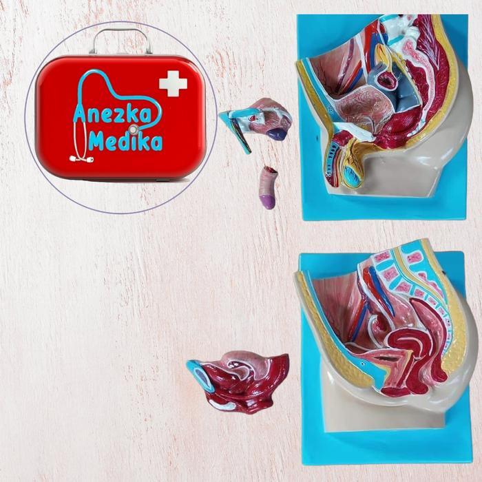 Phantom/Manikin/Manekin/Panggul/Reproduksi Wanita