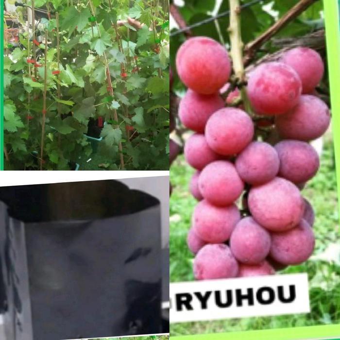 RYUHOU Pot Plastik Poliback Tahan Lama untuk Menanam Berbagai Jenis Tanaman Bunga Sayur Hias Ringan