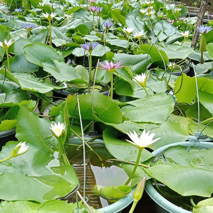 tanaman bunga teratai putih