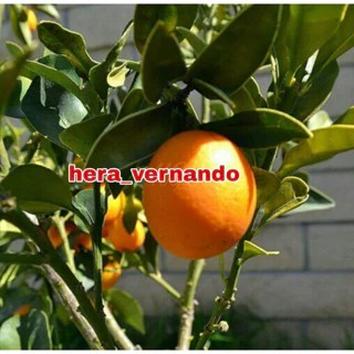 Bibit Jeruk Kimkit Madu Sudah Berbuah Unggul