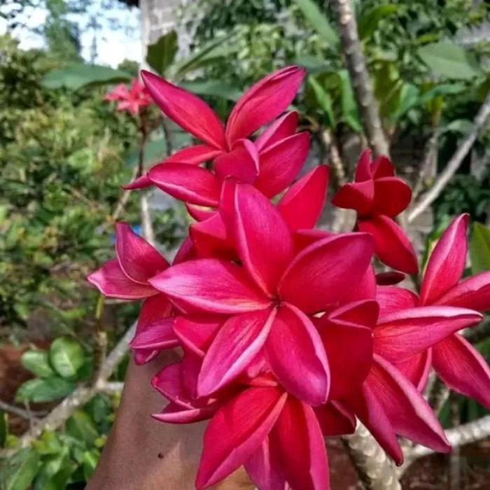 Najwa Gadget Tanaman Hias Plumeria Kamboja Bali Merah Fanta Bibit Cutting