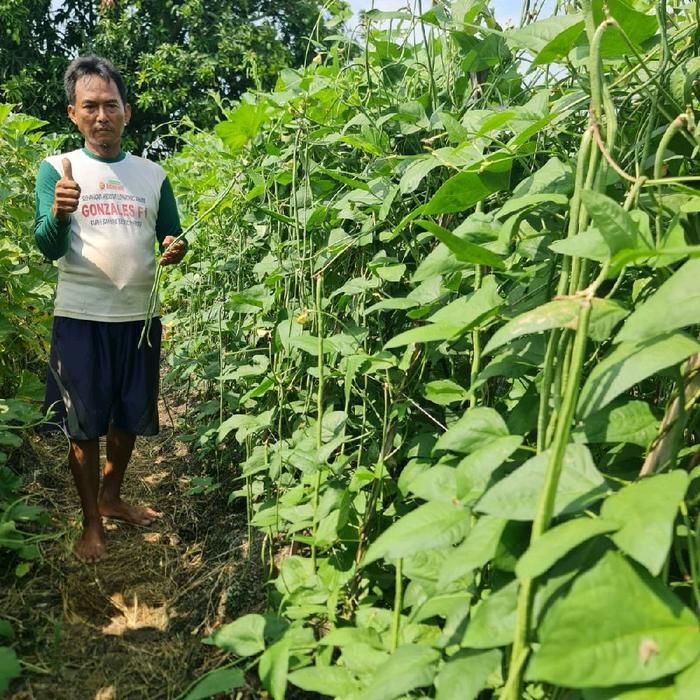 Serasiinspace Benih Kacang Panjang Lambardo 500 Gram Bintang Asia