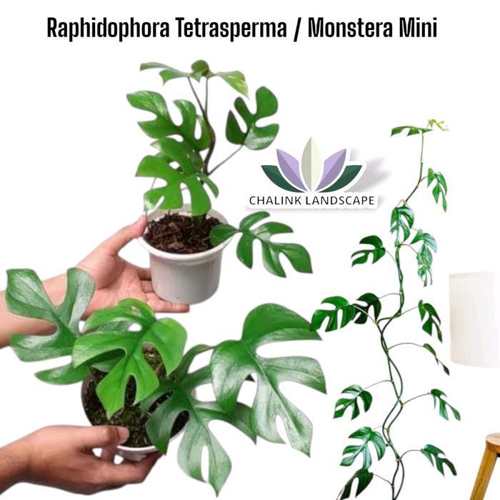 Serasiinspace Tanaan Monstera Mini - Monstera Rambat - Monstera Rapidopora Tetrasperma - Monstera