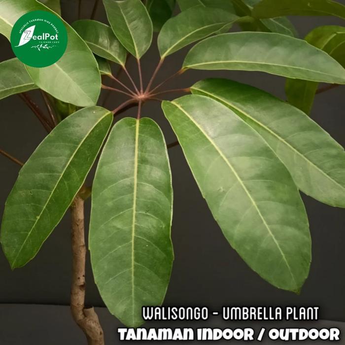 tanaman hias indoor Walisongo ukuran besar