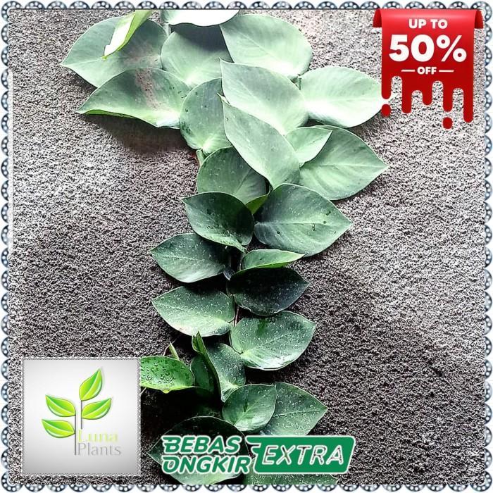 bibit tanaman hias dolar daun besar ,jumbo/dolar rambat dinding tembok