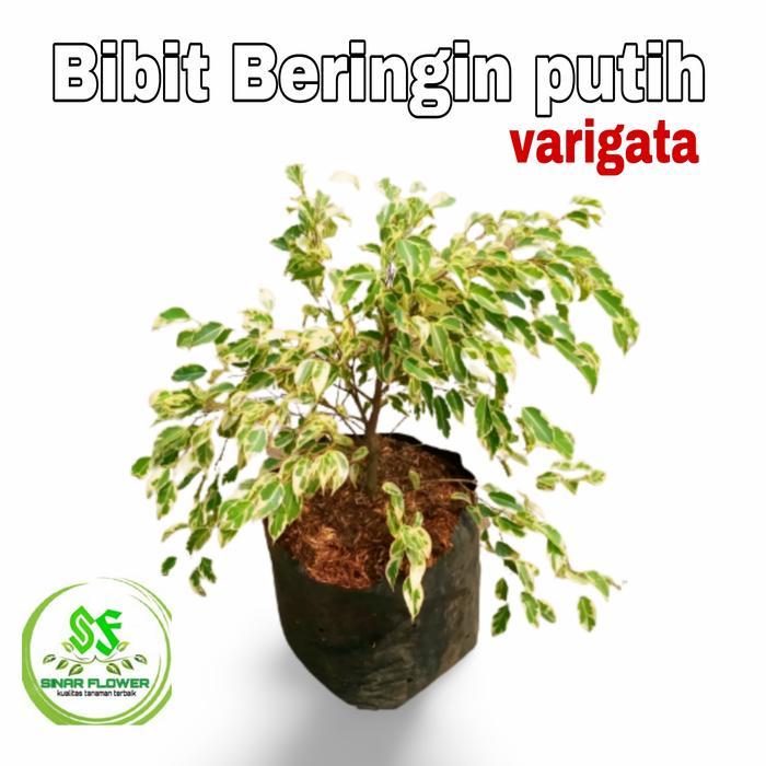 beringin putih pohon hias beringin putih beringin varigat