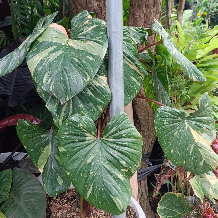 Diskon Homalomena Rubescans Stardust/Homalomena Rubescans/Homalomena Thai