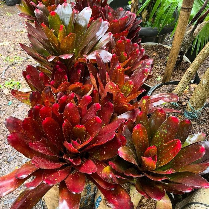 Bromelia Neoregelia merah Jumbo - Tanaman Hias Bromelia Neoregelia // Bromelia merah