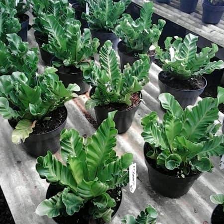 tanaman hias kadaka lasagna atau kadaka cobra