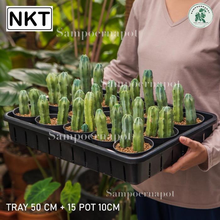 1 SET TRAY + 15 PCS POT HITAM 10CM TRAY NKT 50CM TRAY SEMAI BIBIT