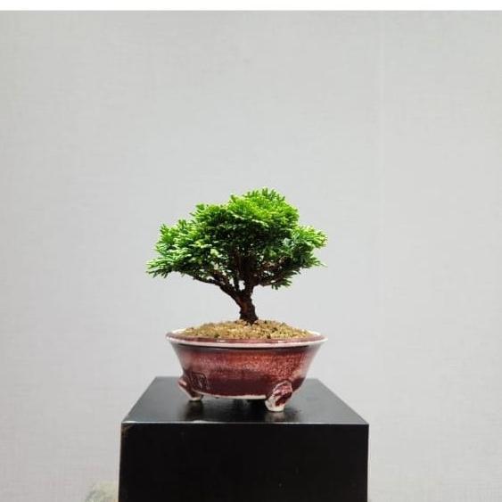 BONSAI CEMARA INOKI CYPRESS HIJAU TANAMAN