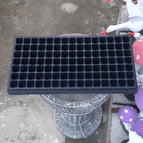 Tray Semai 105 Lubang