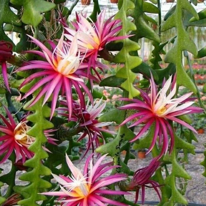 WIJAYA KUSUMA KERIS BUNGA MERAH - TANAMAN WIJAYA KUSUMA KERIS MERAH