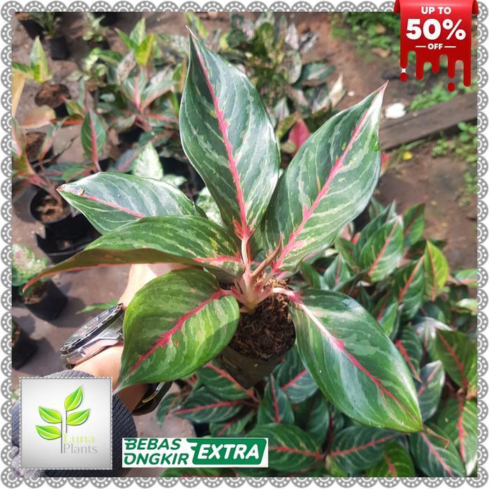 aglonema red borju / bibit aglonema red borju Gratis Ongkir