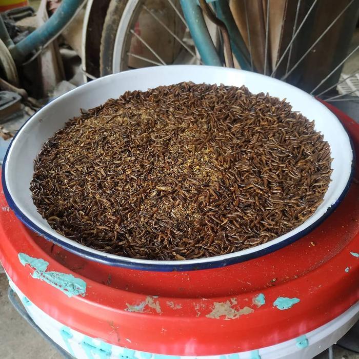 Ulat Kandang Hidup Berkualitas 100 Gram