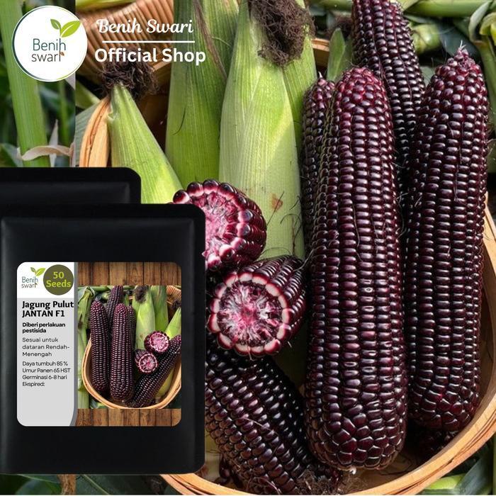 Isi 50 Butir Benih Jagung Pulut JANTAN F1 / Jagung Pulut Ungu