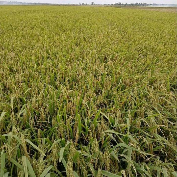 Serasiinspace Benih Bibit Padi Dua Tongkol Kemasan 1Kg