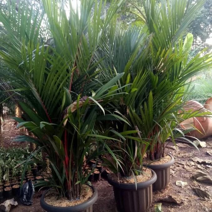 Tanaman hias, Pohon Palem Merah ukuran 2 meter + pot hitam.