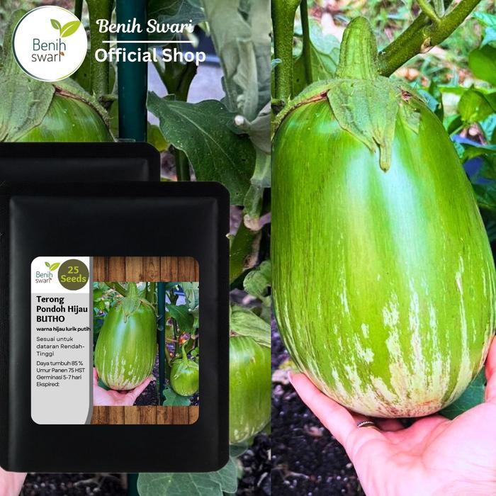 Isi 25 Butir Benih Terong Pondoh Hijau Lurik BUTHO