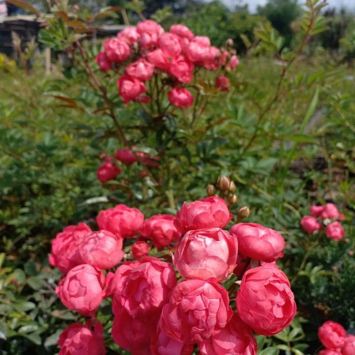 Paket 4 bibit mawar rambat 4 warna