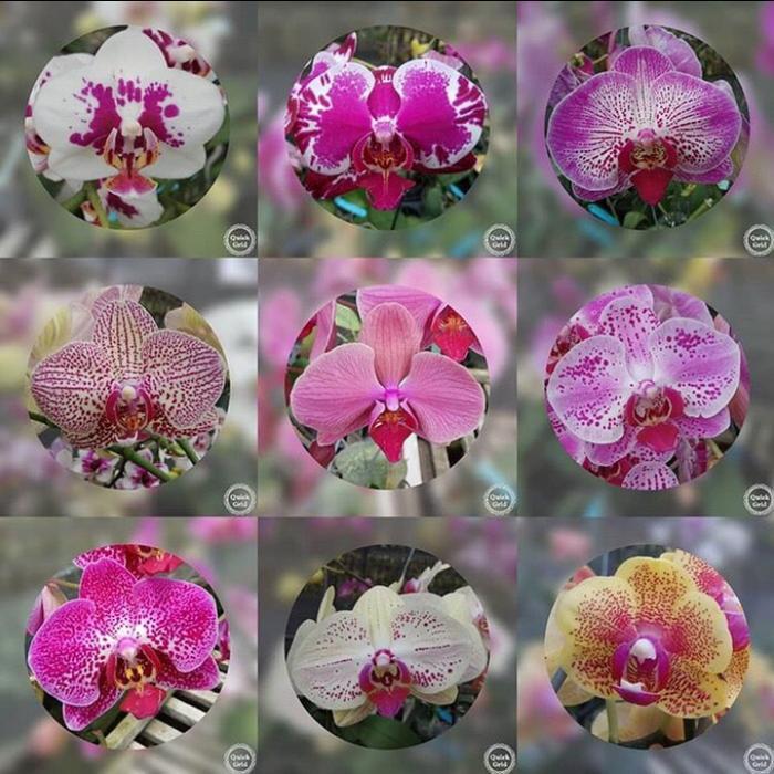 anggrek bulan remaja