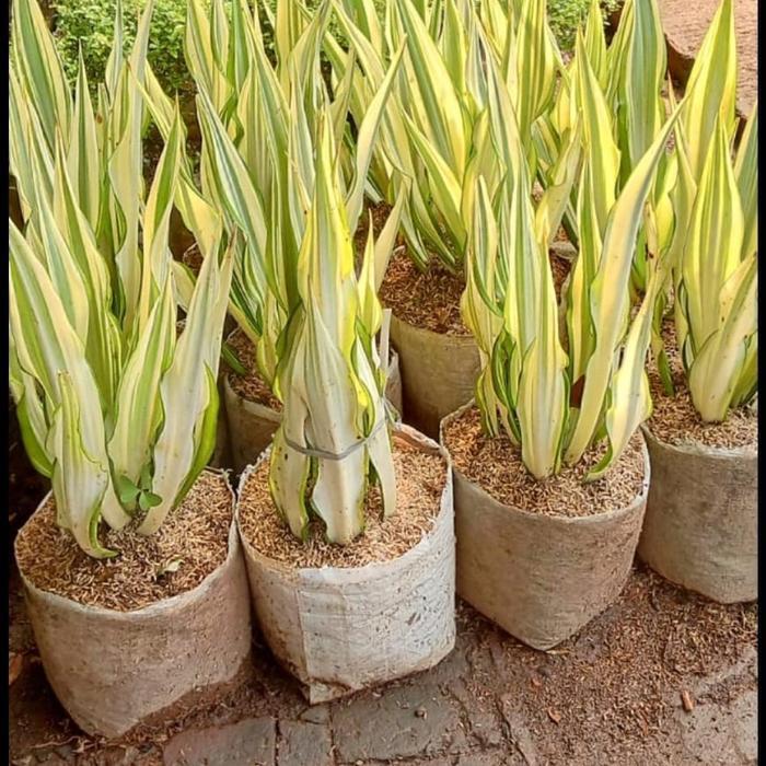 tanaman hias agave kuning