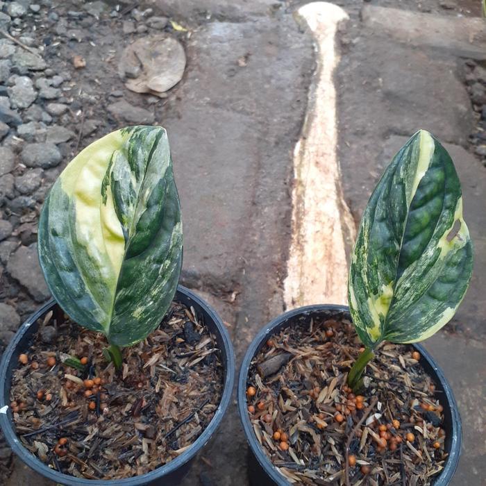 ASLI monstera karstenianum varigata/monstera veru READY STOCK