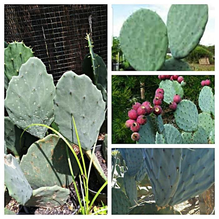 Terlaris Bibit 1 buah stek kaktus opuntia robusta silver dolar besar TAMBULAPOT