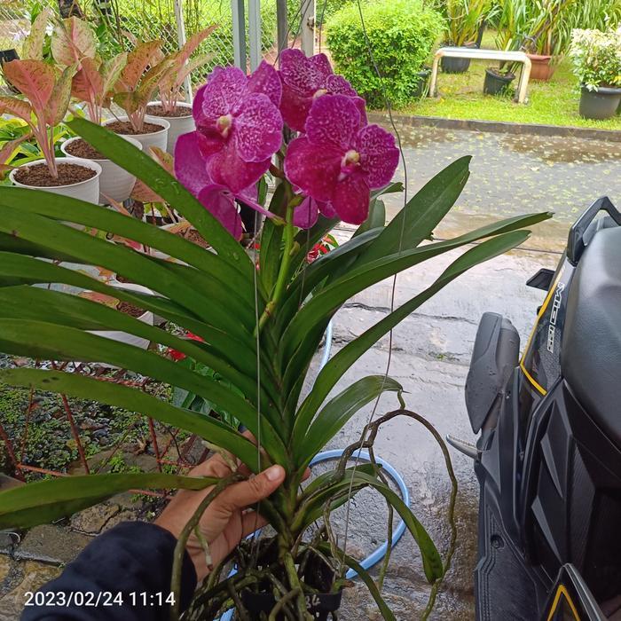 Vanda Hybrid Bangkok