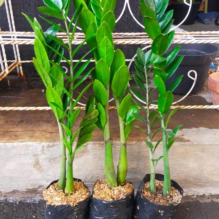 TANAMAN ZZ PLANT