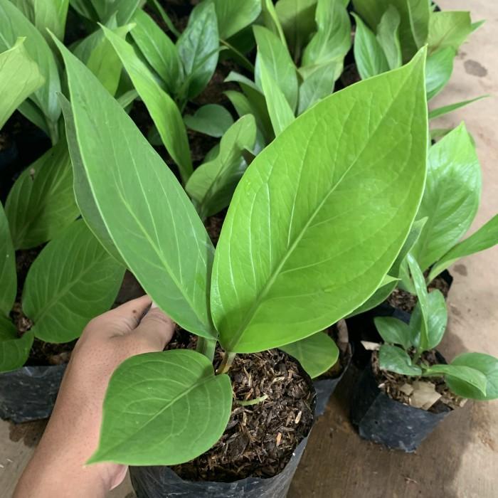 TANAMAN HIAS ANTHURIUM JEMANI COBRA CATALOG - JEMANI KOBRA KATALOG