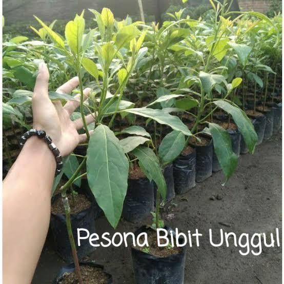BIBIT ALPUKAT HASS TINGGI 1 METER BIBIT ALPUKAT HASS UNGGUL GENJAH