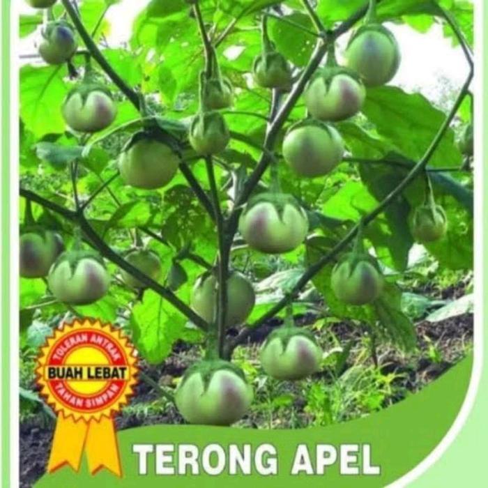 30 Biji Terong Apel Benih Terong Apel Hijau Bibit Terong Apel Benih Terong Hijau Benih Sayuran