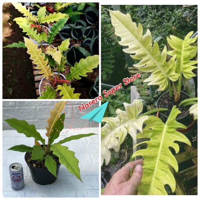 Philodendron Golden Croile Saw Real Pict Tanaman Hias Bunga Philo