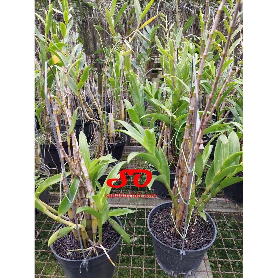 Dendrobium antennatum "longhorn" JUNGLE RAWATAN