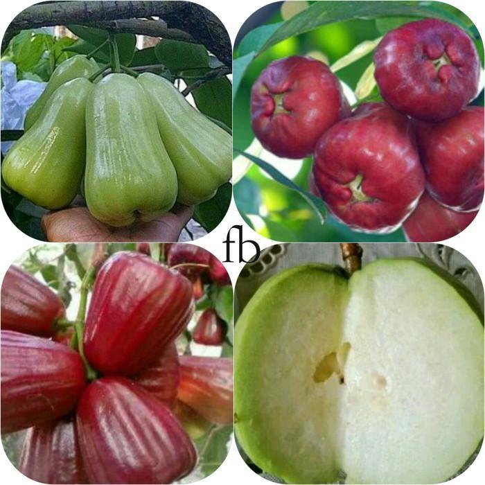 PAKET 4 jenis bibit jambu air madu deli,madu merah,kingrose,kristal