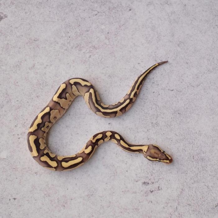 BALL PYTHON BUTTER FIRE PH CLOWN / BALL PHYTON BUTTER FIRE BUMBU LUCY