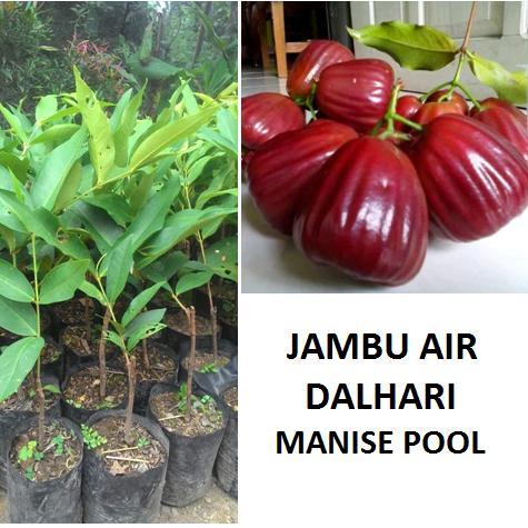 "New" Bibit Jambu Air Dalhari Tanaman Jambu Pohon Jambu Dalhari
