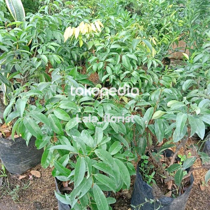 BIBIT UNGGUL POHON BUAH LECI CANGKOK