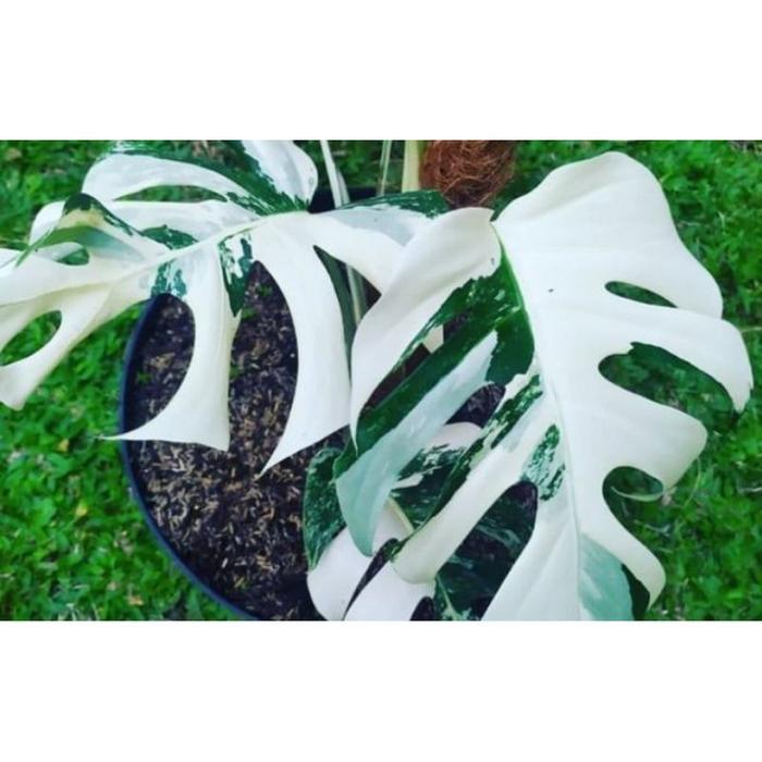 bonggol king monstera varigata Original
