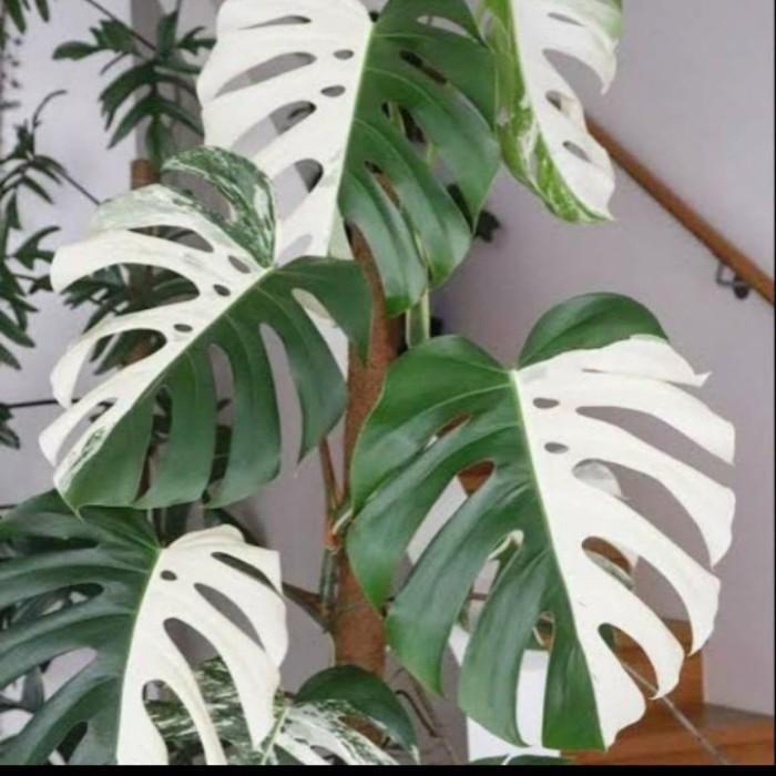 Monstera Varigata King Bonggol