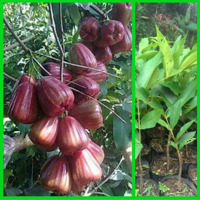"New" Bibit Jambu Air King Rose Jumbo
